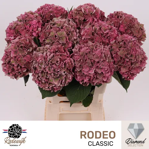 Hydr M Ch Rodeo Cl 60 cm