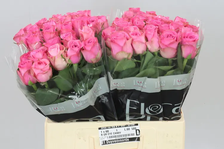 Rosa Gr Eye Candy 60 cm