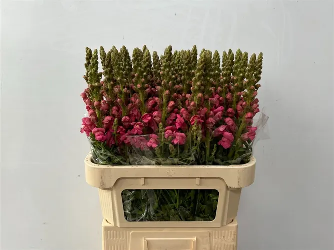 Papuľka Avignon C Rose 80 cm