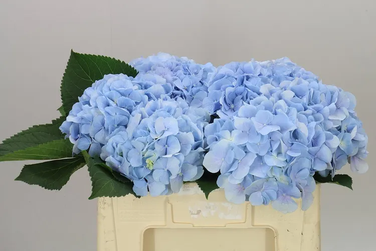Hydrangea Verena Blue Pale 50 cm