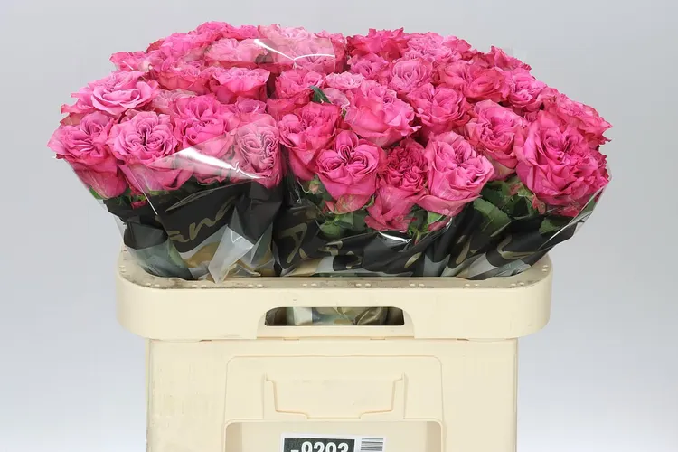 Rosa Gr Country Blues 60 cm