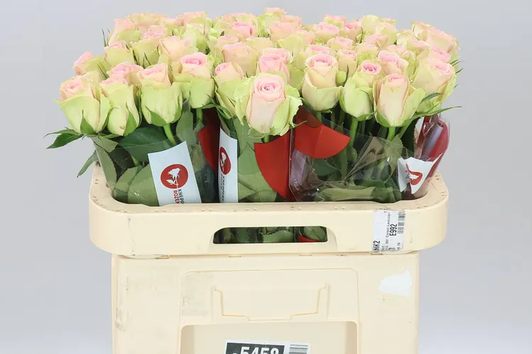 Rosa Gr Trivia 60 cm