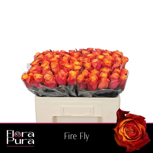 Ruža Fire Fly 50 cm