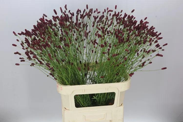 Sanguisorba Off Arnhem 90 cm