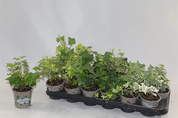 Hedera He Gemengd črepník 9 cm
