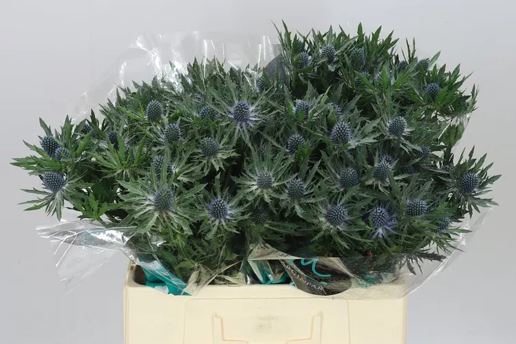 Eryngium Orion 60 cm