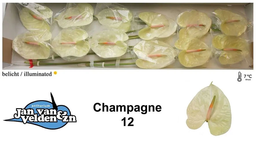 Anth Champagne