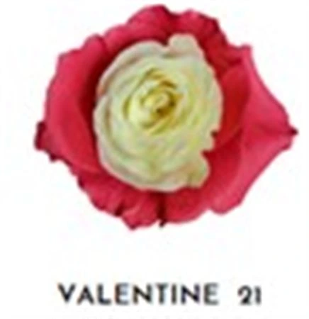Ruža farbená Valentine 21, Ekvádor 50 cm