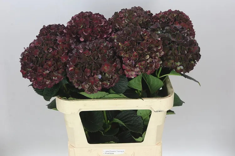 Hortenzia Ruby Choco Classic 80 cm