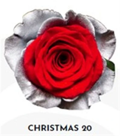 Ruža farbená Xmas 20, Ekvádor 50 cm