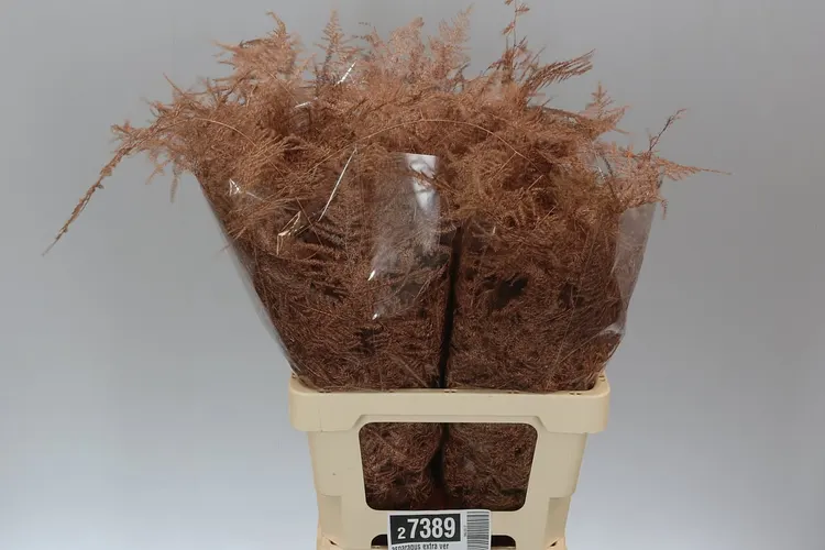 Asparagus Extra Veren Copper 65 cm