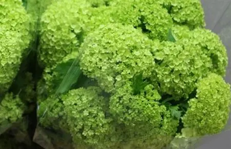 Viburnum Sneeuwbal 100 cm