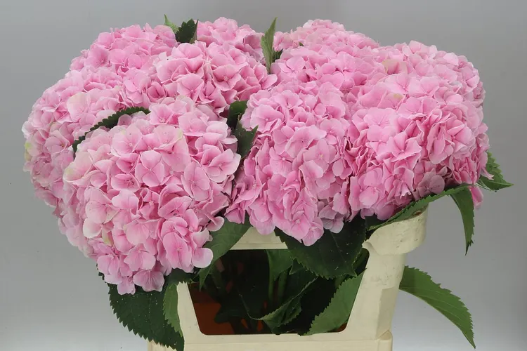 Hortenzia Verena Pink Pale 80 cm