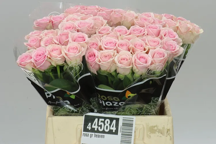 Rosa Gr Heaven 40 cm