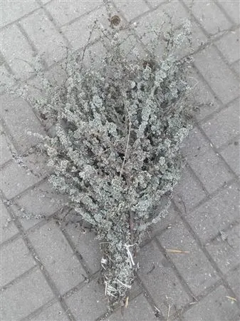Whreat 75 cm