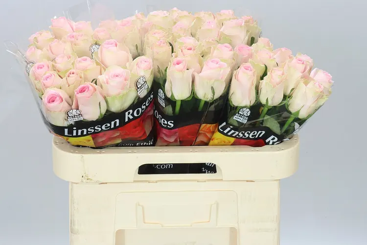 Rosa Gr Andina 60 cm