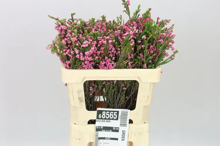 Vresovec Pink Bella 50 cm
