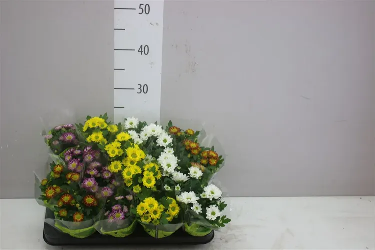 Chrysanth Swifty Gemengd črepník 8 cm