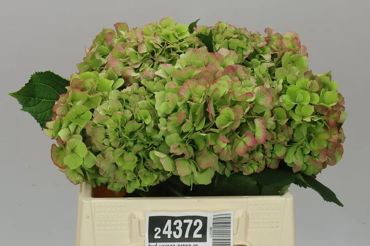Hortenzia Verena Green Red Classic 40 cm