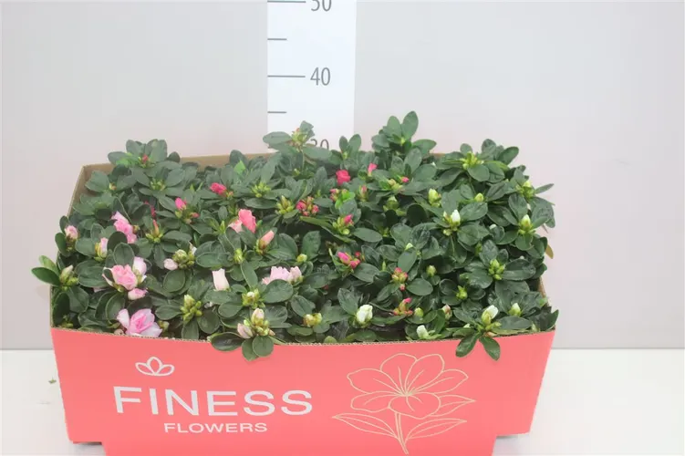 Azalka mix črepník 12 cm