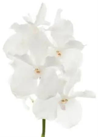 Vanda No1