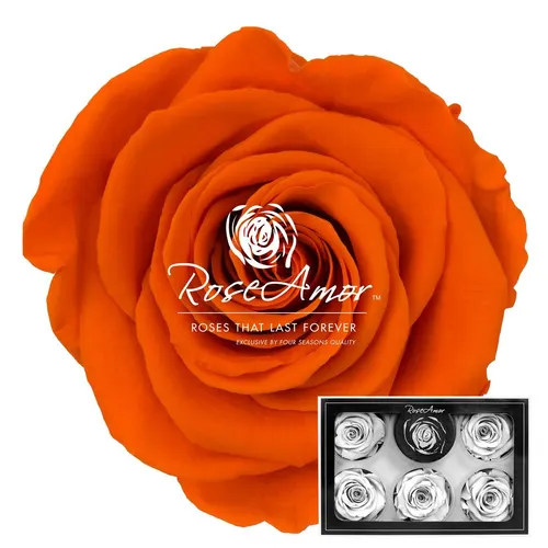 Stabilizovaná ruža XL ⌀ 6 cm, oranžová ORA02