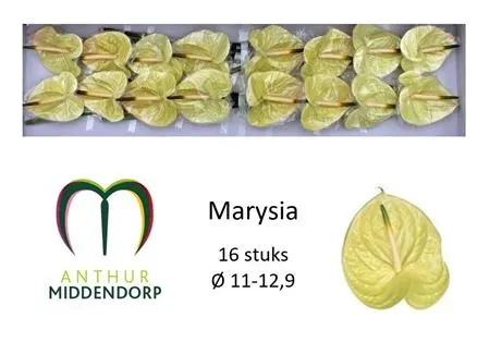 Anth Marysia
