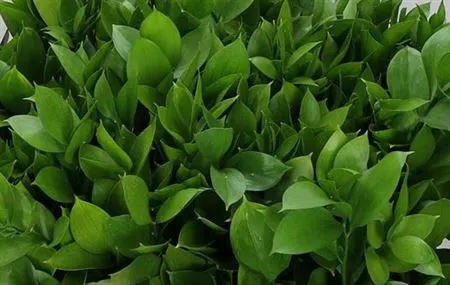 Ruscus Grof 60 cm