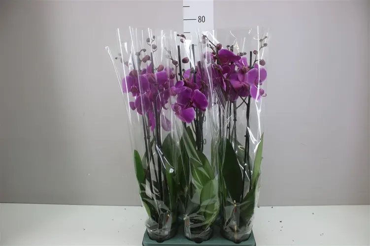 Orchidea Phalaenopsis Johannesburg, 2 výhony črepník 12 cm