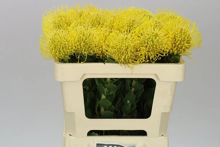 Leucospermum High Gold 50 cm