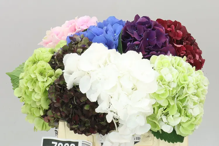 Hyd Mixed 40 cm