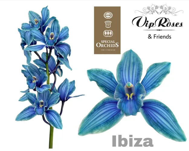 Orchidea Cymbidium farbená Ibiza 80 cm