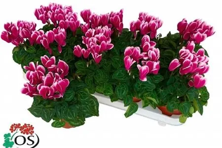 Cyclamen Kl Super Carino Paars Wit črepník 10,5 cm