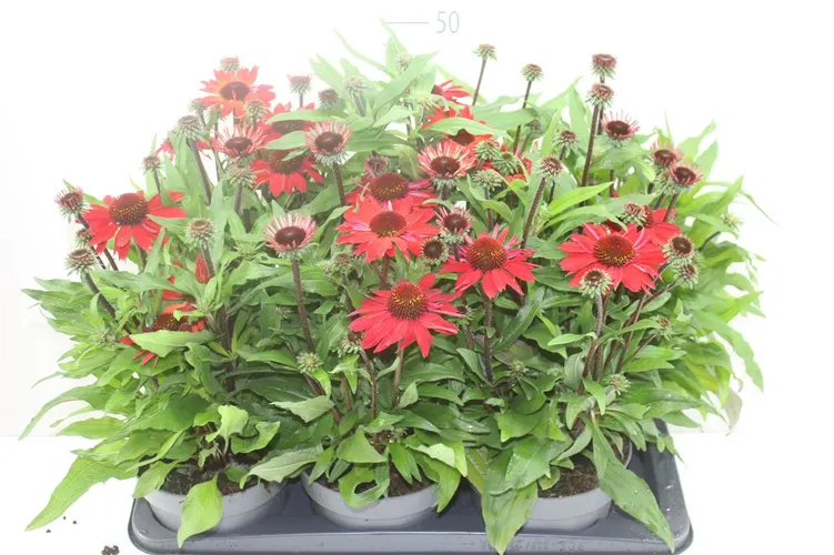 Echinacea Purpurea Red črepník 17 cm