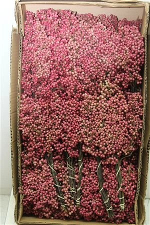 Pepperberries, sušené