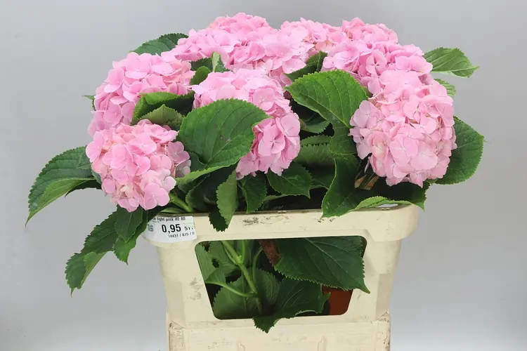 Hortenzia Verena Pink Pale 80 cm