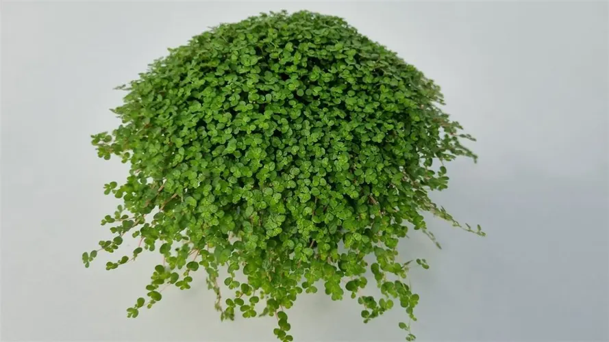 Soleirolia So Groen črepník 11 cm