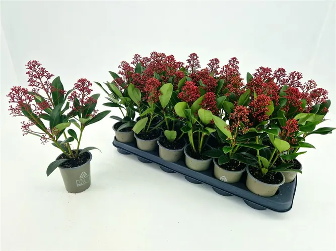 Skimmia Rubella 3+ črepník 9 cm