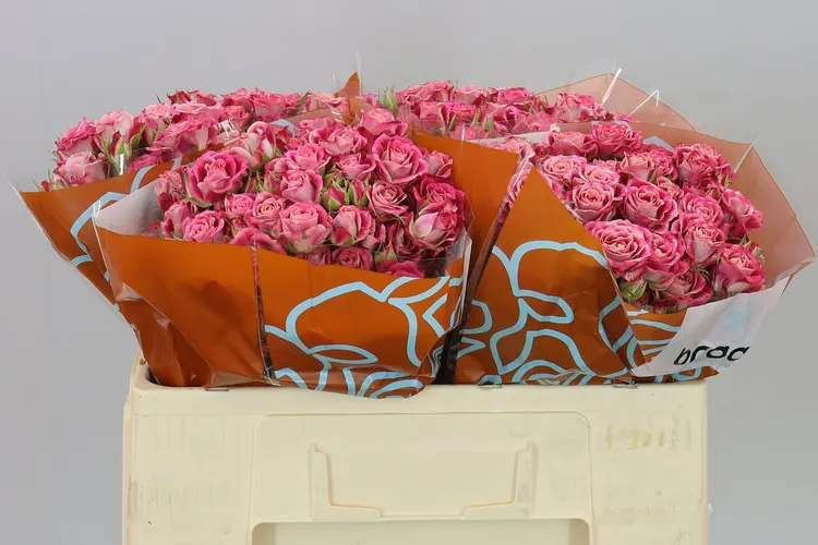 Rosa Tr Flinders Lane 50 cm