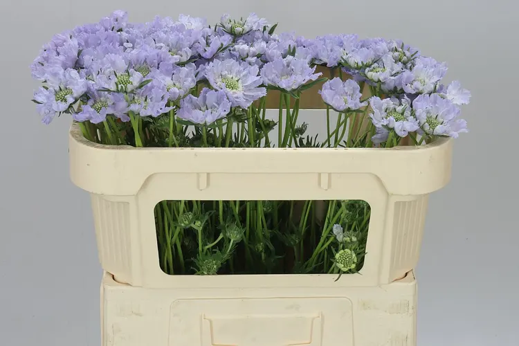 Scabiosa C Danielle Lavendel 65 cm