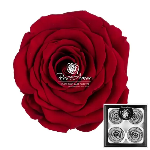 Pres. Bellisima Red01