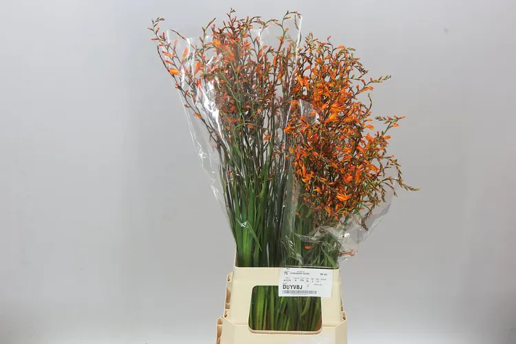 Crocosmia Lucifer 80 cm