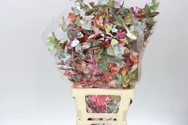 Cinerea Picasso 70 cm