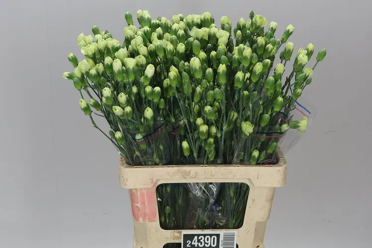 Di Tr Green 65 cm