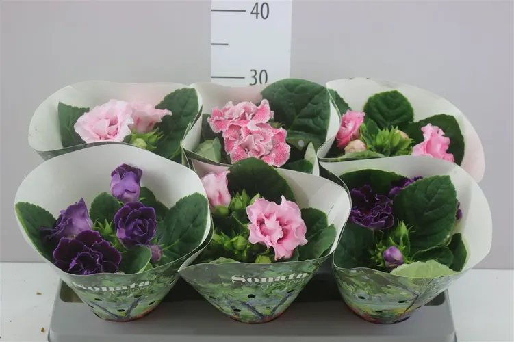 Sinningia Sonata mix črepník 13 cm
