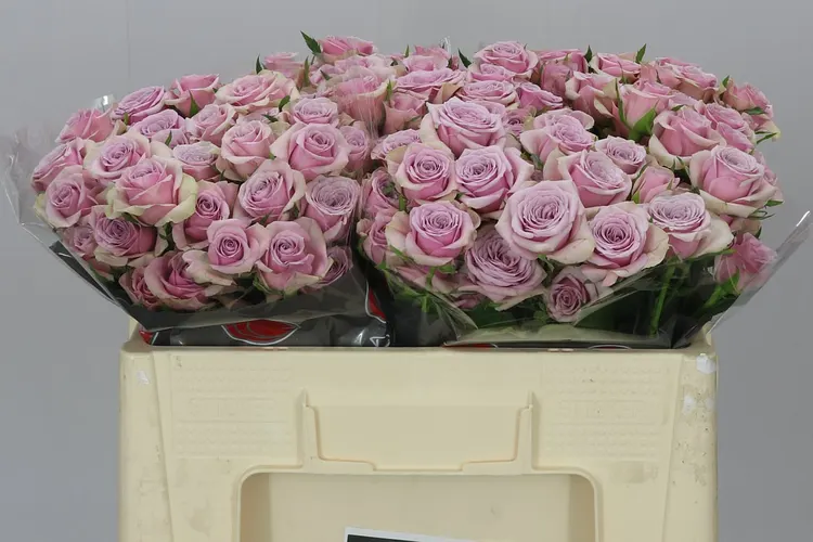 Rosa Tr Leila 50 cm