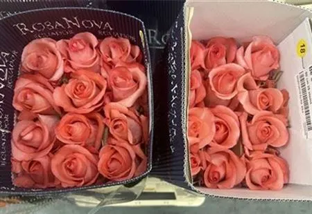 Rosa Gr Ec Be Sweet 80 cm