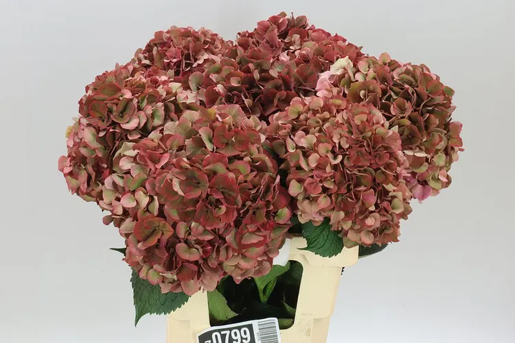 Hyd Ruby Pink Classic 60 cm