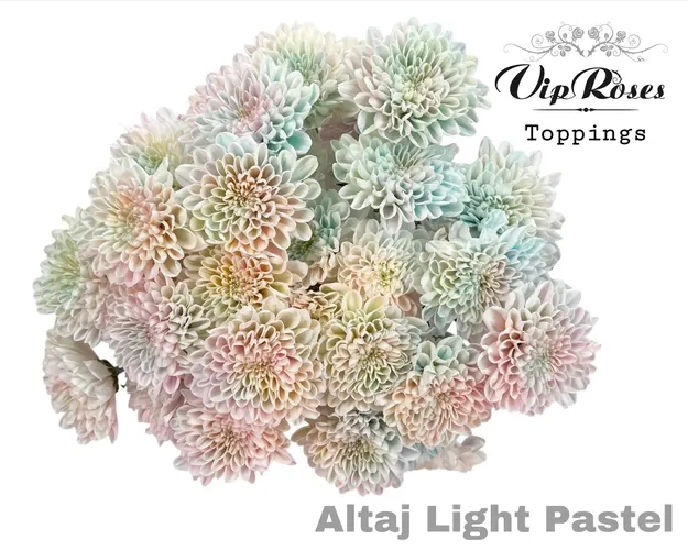 Chryzantéma trsová Altaj Light Pastel 70 cm