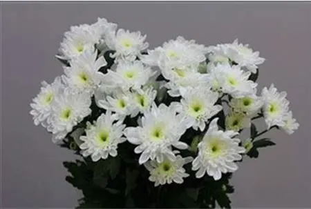 Chr T Bonita 70 cm